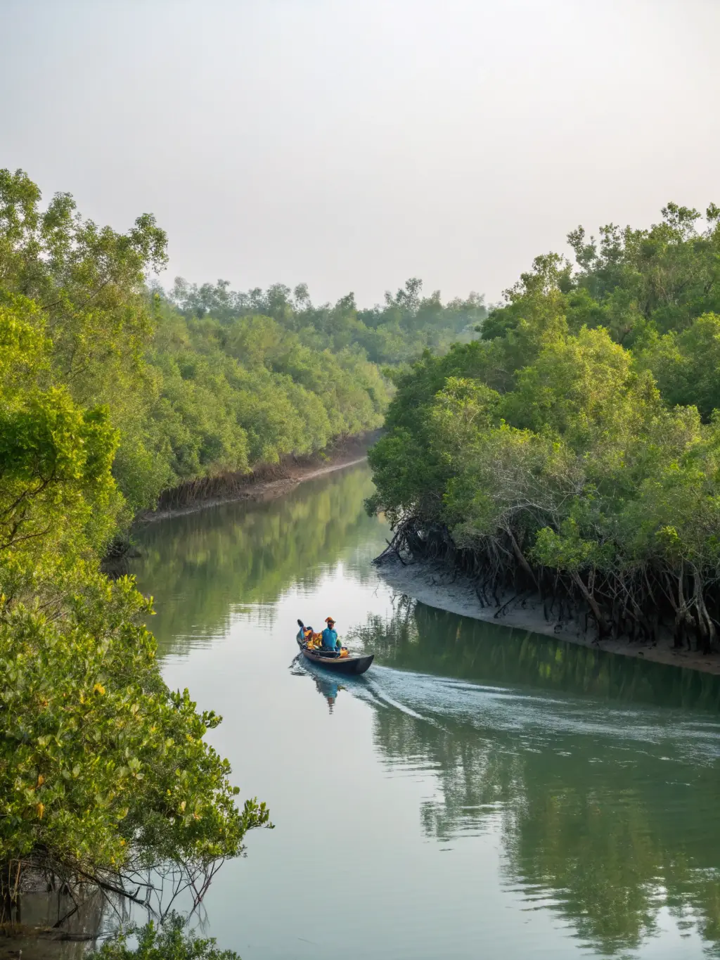 A healthy mangrove forest along a coastline, illustrating the importance of sustainable resource management.